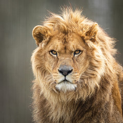 Fototapeta na wymiar Portrait of a lion in the forest