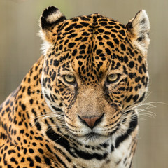 Portrait of a jaguar in the forest - obrazy, fototapety, plakaty