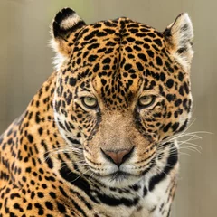 Foto op Plexiglas Portret van een jaguar in het bos © AB Photography