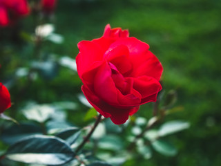 Bush rose in summer in the garden, Russia