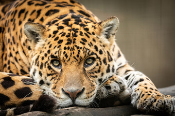 Portrait of a jaguar in the forest