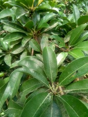 Sapodilla fruit (Manilkara zapota) in the nature background