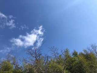 Obraz na płótnie Canvas tree and blue sky