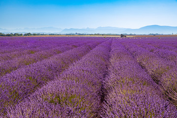 Naklejka na ściany i meble Sunrise over blooming fields of lavender on the Valensole plateau in the Provence in southern France.