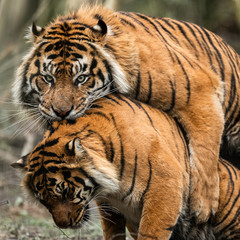 Fototapeta na wymiar mating of two tigers in the forest