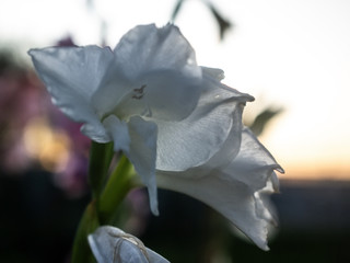 white gladiolus in summer in the garden, Russia