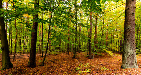 Mixed forest with deciduous and coniferous trees, Brandenburg