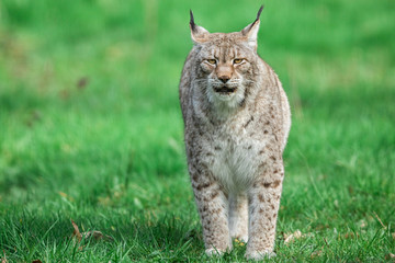 Fototapeta premium Lynx in the forest