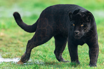 Portrait of a black jaguar in the forest - obrazy, fototapety, plakaty