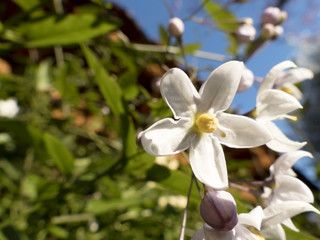 gros plan de fleurs au printemps