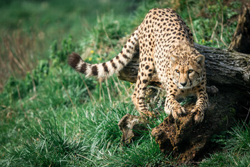 A Guepard walks on the meadow