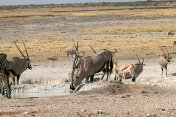 Oryx gazella