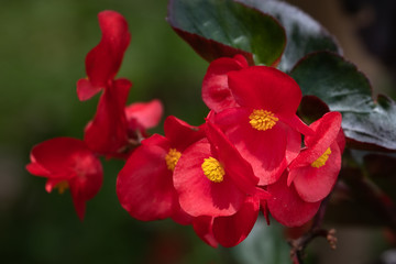 My Red Flower At Garden
