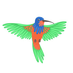 Hummingbird bird isolate on a white background. Vector graphics.