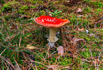 classic fly agaric on the forest floor