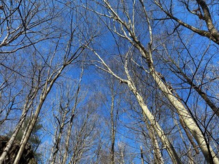 Some early spring photos from state forest