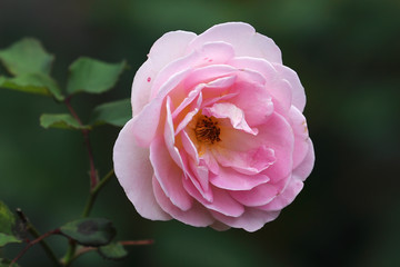 pink rose in the garden