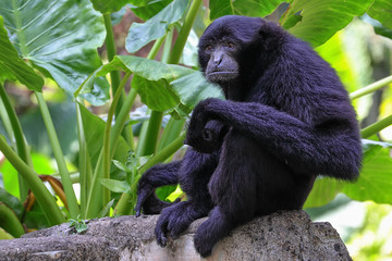Black Mongkey