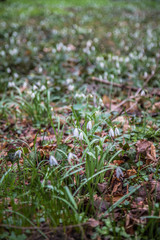 Snowdrops blooming in early spring