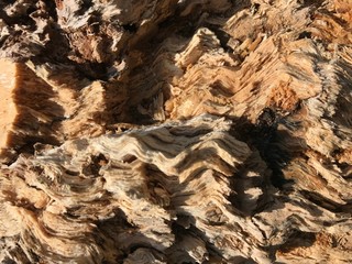 Wavy Wood Pattern Inside of Fallen Tree