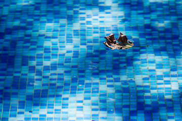 a leaf floating on the water in the pool announces the end of summer