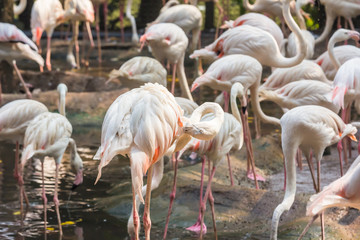 Flock of flamingos In the zoo