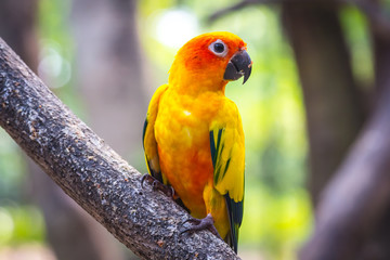 A beautiful colored parrot in the zoo