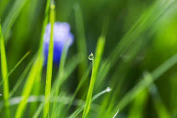 Drop of dew on the grass