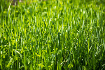 Fototapeta na wymiar Green juicy grass background