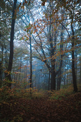 Obraz premium Moody Forrest