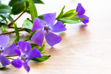 Purple Periwinkle Vinca flower (Apocynaceae) on light wooden background with copy space