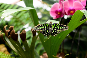 Butterflys