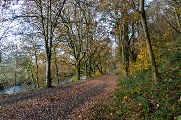Fototapeta na wymiar A Tree Lined, Autumn View Along a Leaf Covered Rolle Road, Site of the Victorian Rolle Canal; Great Torrington, Devon, England.