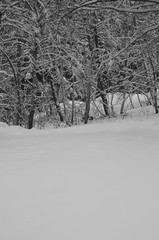Obraz premium Winter photography, half photo branches, half snow. Black and white photography