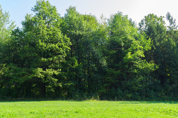 Obraz premium Scenic view of a beautiful meadow with green grass field in the park