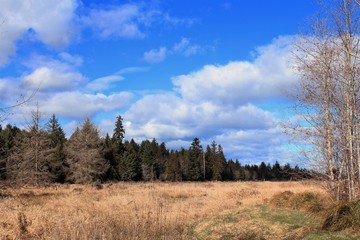 landscape with trees and blue sky