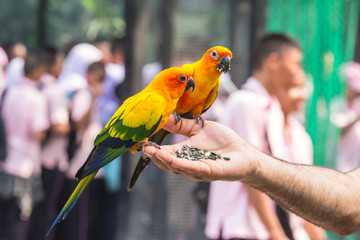 A beautiful colored parrot eating food in his hand