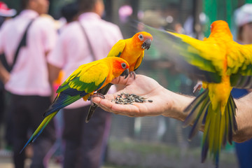 A beautiful colored parrot eating food in his hand