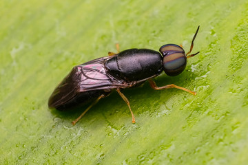 Closed up macro ; Extremely sharp and detailed of fly. Focus on eye. House fly on leaf isolated on green background. Education and natural concept.