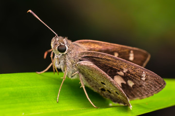 Closed up macro : Beautiful brown night butterfly on green leaves under sunlight with green background. Natural and education concept