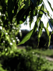 Obraz premium Close up of branch with green leaves.