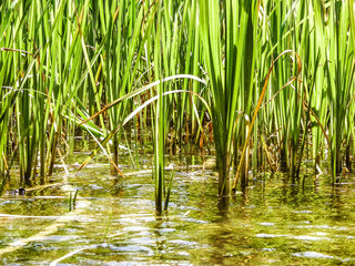 Close up of typha plant in lake water.