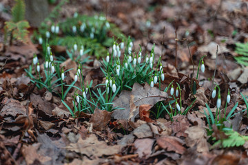 bloomed the first spring flowers snowdrops