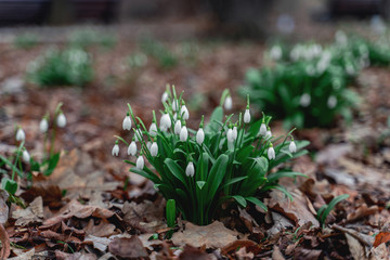 bloomed the first spring flowers snowdrops