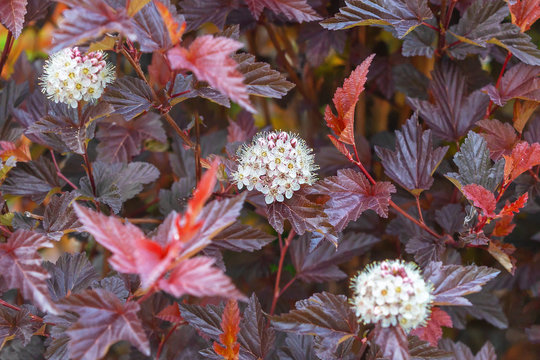 Burgundy leaves and white flowers of ninebark flowering plant as a background.Close up.Selective focus.Concept of selection of decorative deciduous shrubs for gardens, parks.