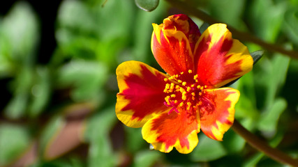 flower in the garden