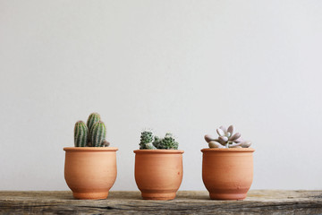 Cactus plants in brown clay pot line up horizontal on wooden with white wall