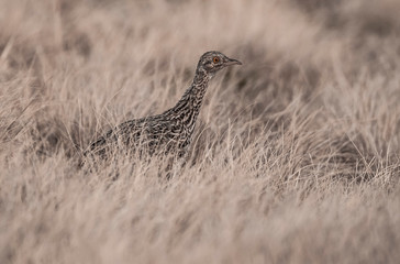 Tinamou in grassland environment, Pampas, Argentina