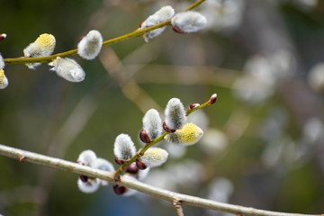 ネコヤナギの花