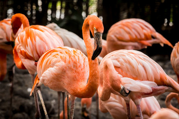 Fototapeta na wymiar Flock of flamingos In the zoo